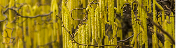 September 2025: American Hazelnut: A Nutritious Treat for All Creatures