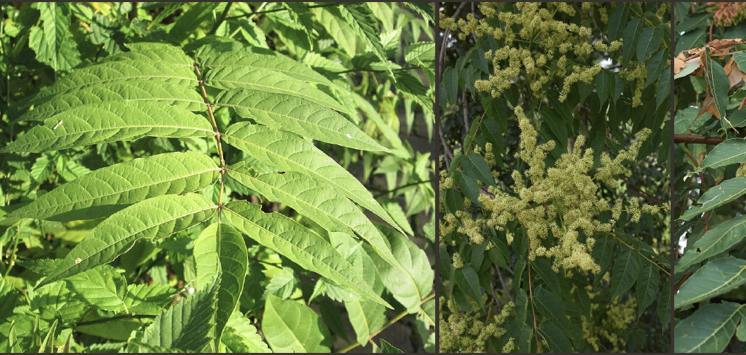 June Environmental Message: Tree of Heaven & Lanternfly: A Problem Pair
