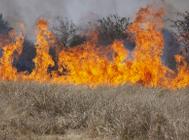 invasive species can create safety risks